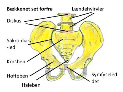 korsbenet smerter korsbenet smerter